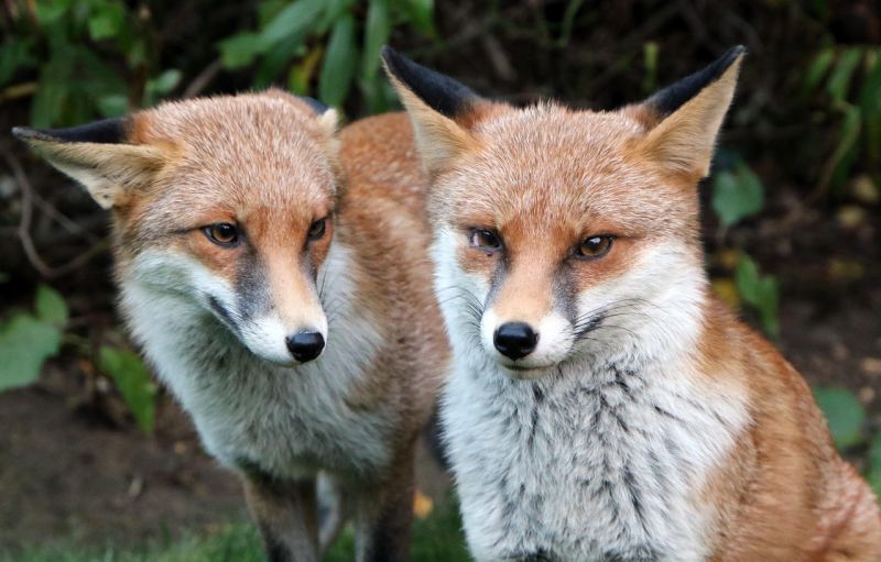 les-5-animaux-les-plus-romantiques