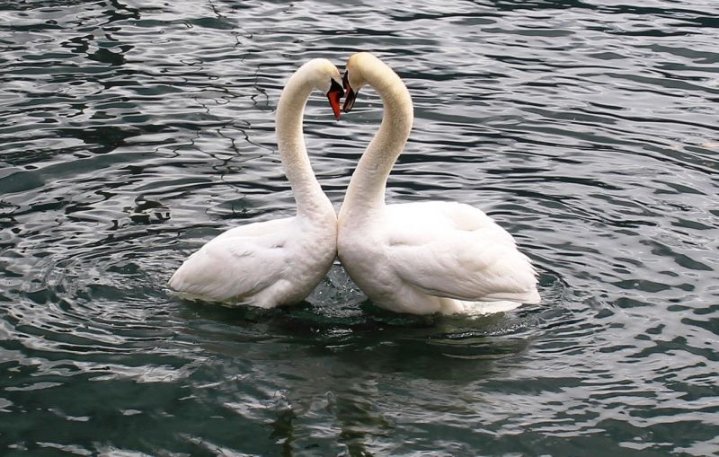 les-5-animaux-les-plus-romantiques