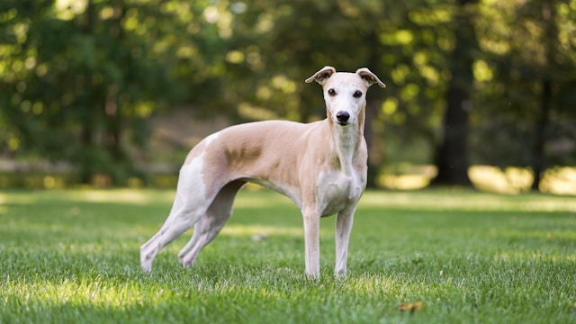 les-5-races-de-chiens-qui-vivent-le-moins-longtemps