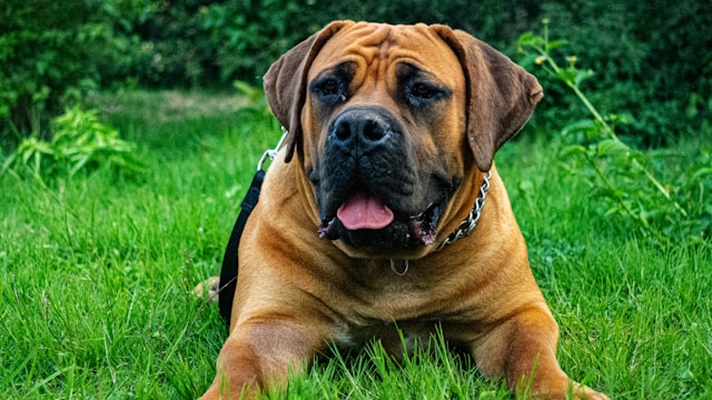 les-5-races-de-chiens-qui-vivent-le-moins-longtemps