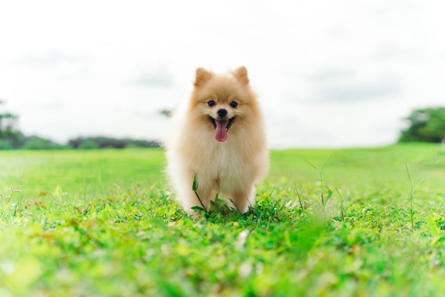 5-races-de-chiens-les-plus-longues--vivre