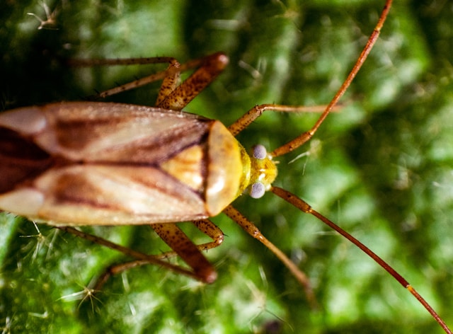 5-insectes-que-vous-trouvez-dans-la-maison