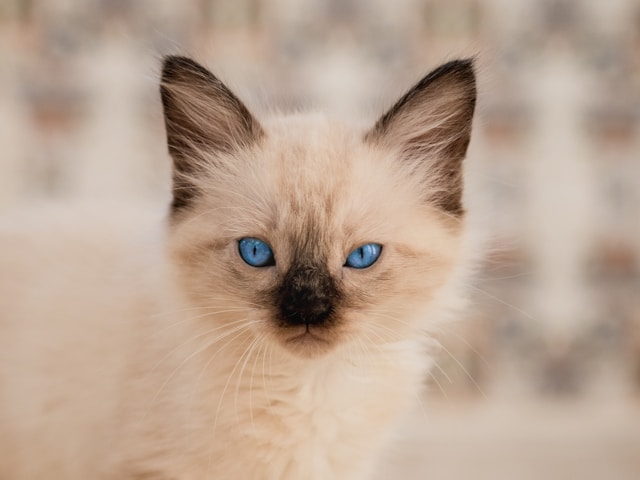 les-5-chats-les-plus-sociables