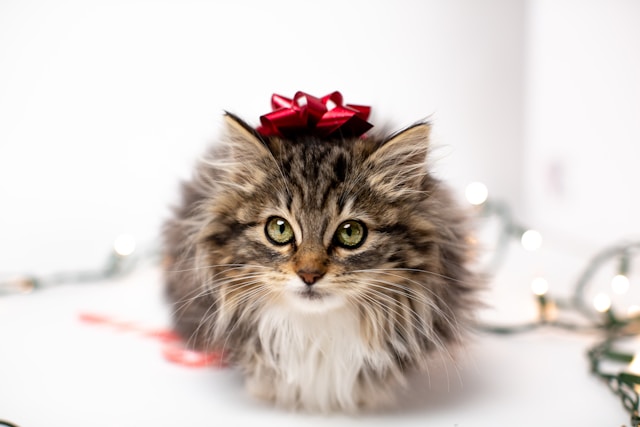 les-5-chats-les-plus-sociables