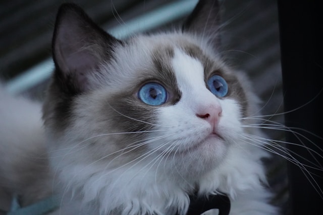 les-5-chats-les-plus-sociables