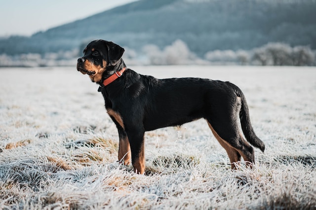 5-chiens-difficiles