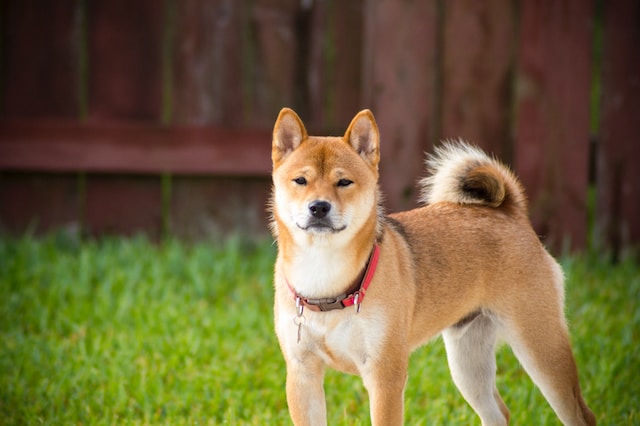 5-chiens-chers